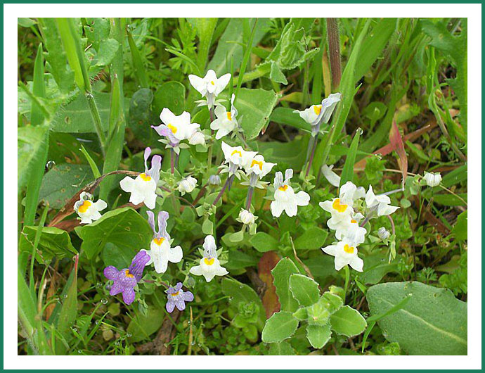 Linaria reflexa / Linajola riflessa